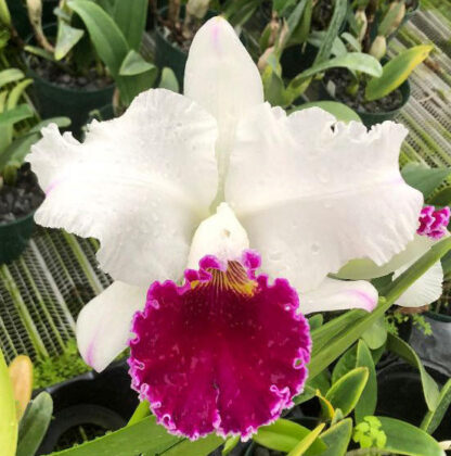 Lc. Chian-Tzy Mildcompton 'K.W.'