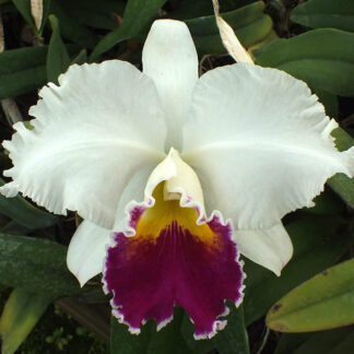 Lc. Louise Odom 'Odom's Orchids'.