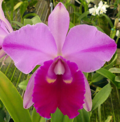Blc. Odom's Grand Delight