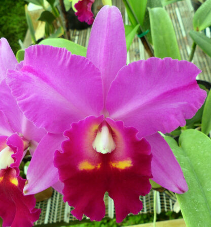 Blc. Odom's Grand Delight - Image 9