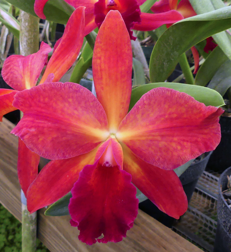 Pot. Maggie McKenzie 'Halcyon' AM/AOS