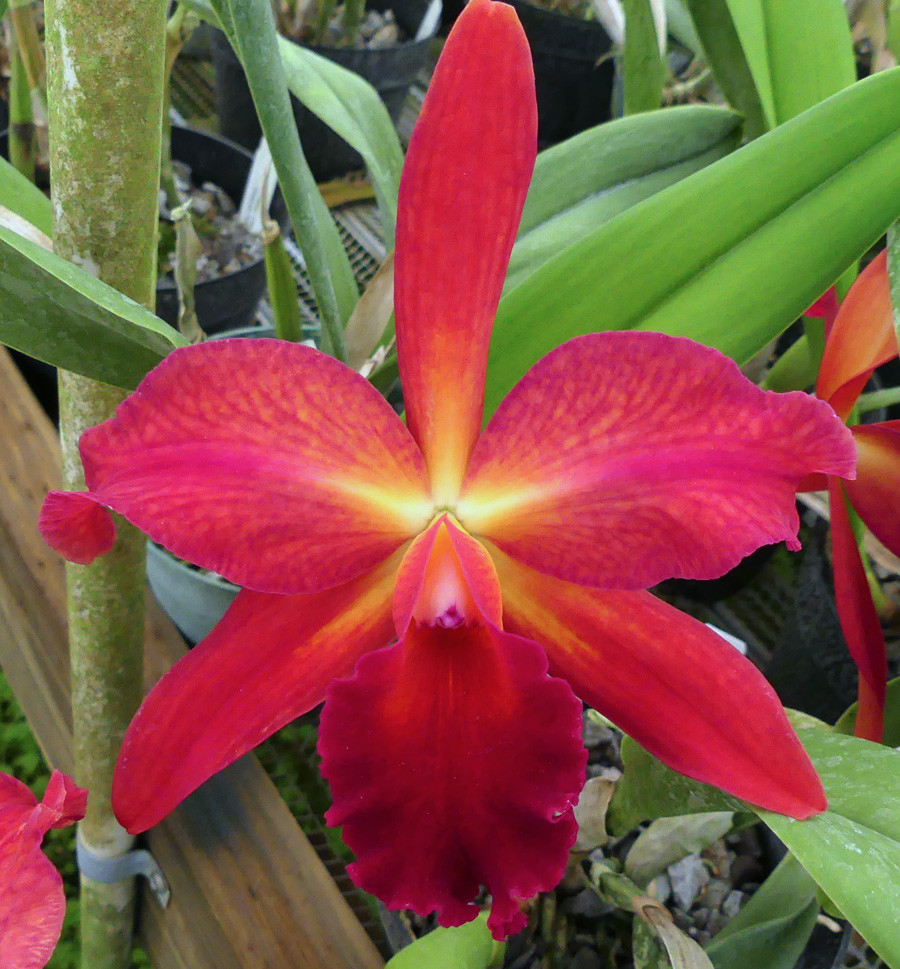 Pot. Maggie McKenzie 'Halcyon' AM/AOS - Image 2