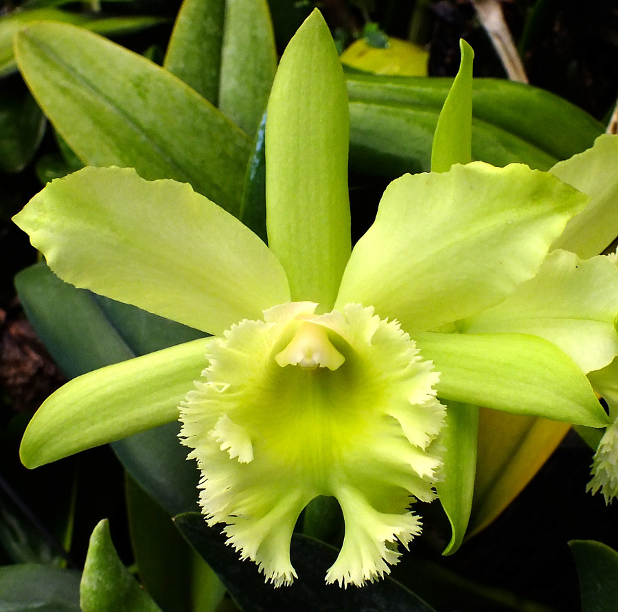 Blc. Hawaiian Green Valley 'Pine Knot'
