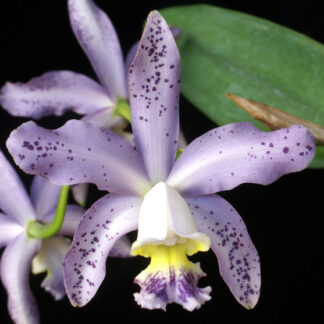 C. Pittiae v. coerulea.