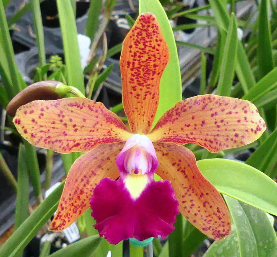 Lc. Jungle Elf x Blc. Sun Spots - Image 2