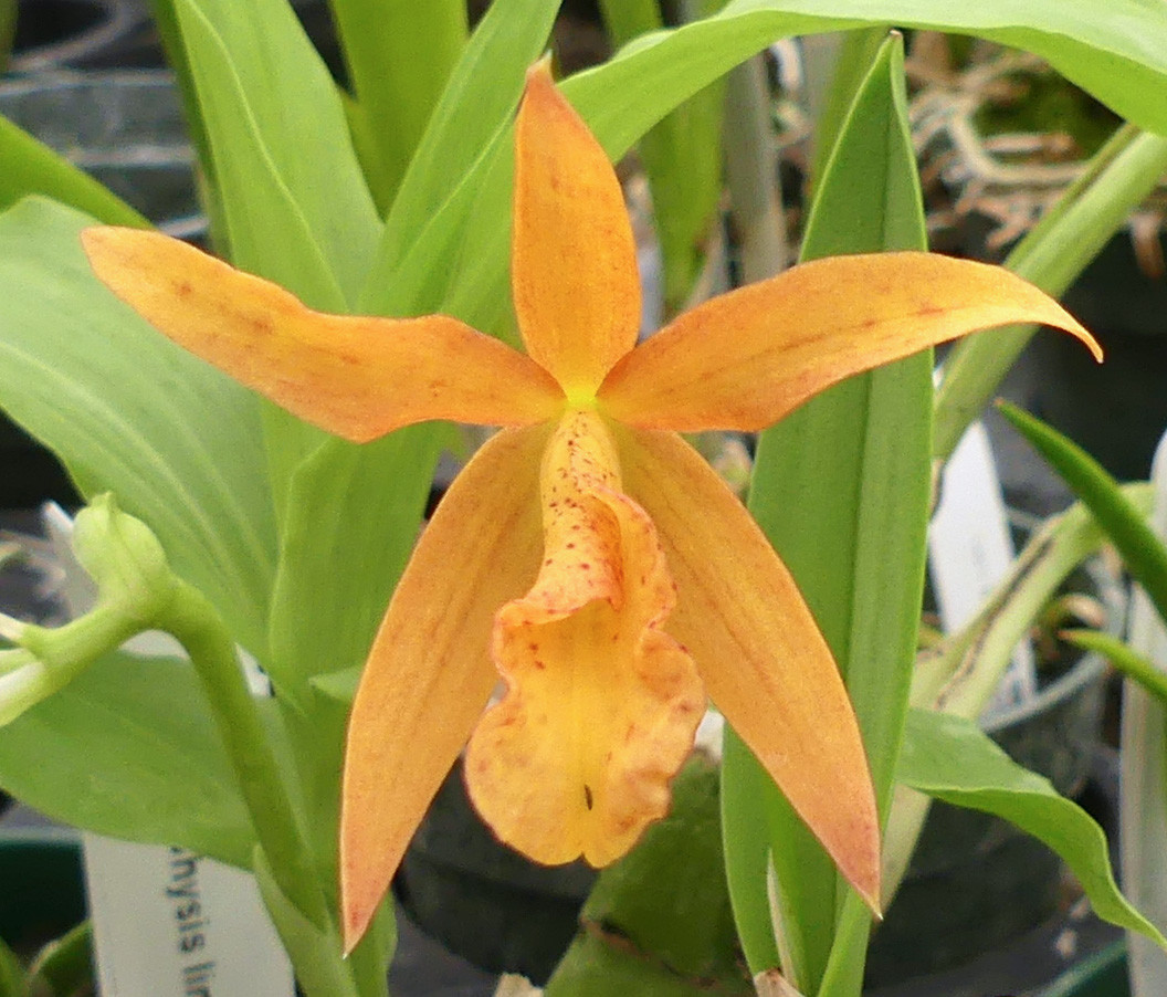 Low. Mini Bird - Image 2