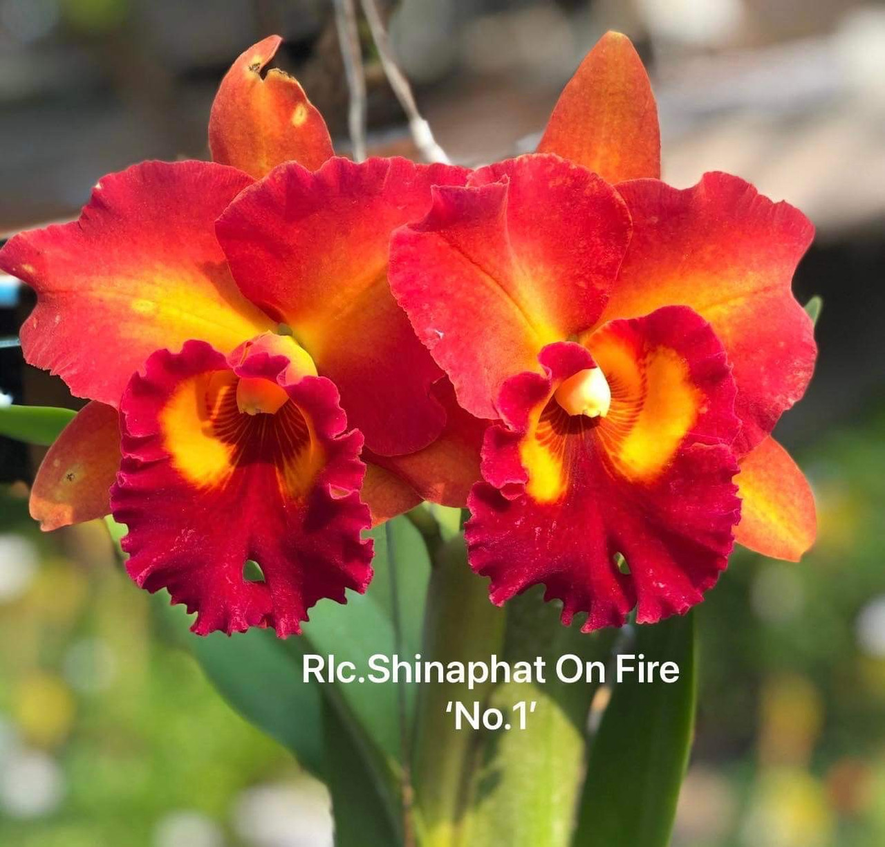 Blc. Shinaphat on Fire '#1'. - Image 2