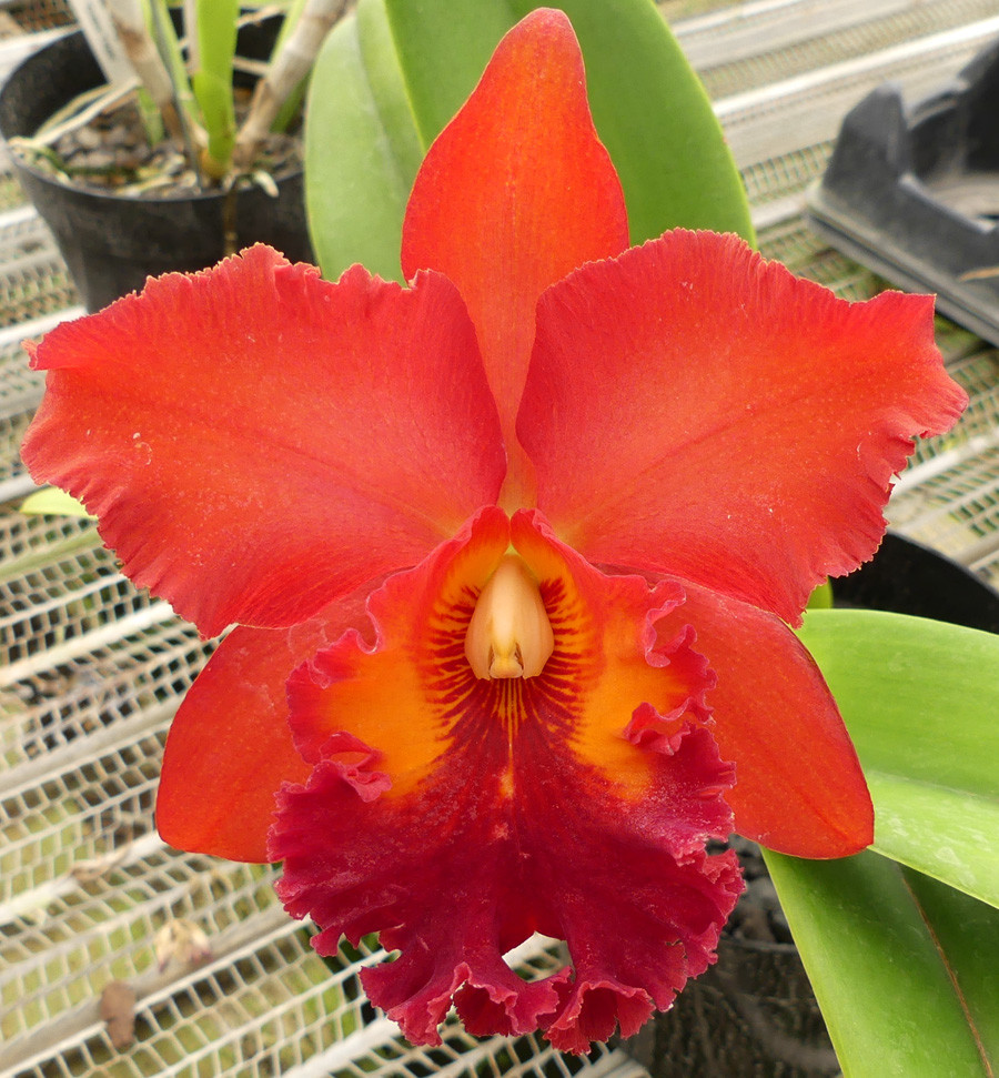 Blc. Nakornchaisri Red 'Red Papaya' - Image 2