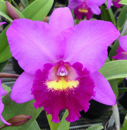 Pot. Hsinying Pink Doll 'Hsinying' AM/AOS.
