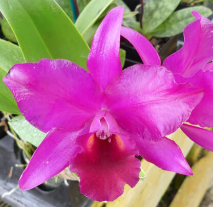 Blc. Cherry Suisse 'Kuo Hua'