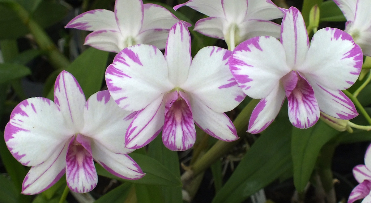 Den. Enobi Purple 'Splash'.AM/AOS. - Image 2