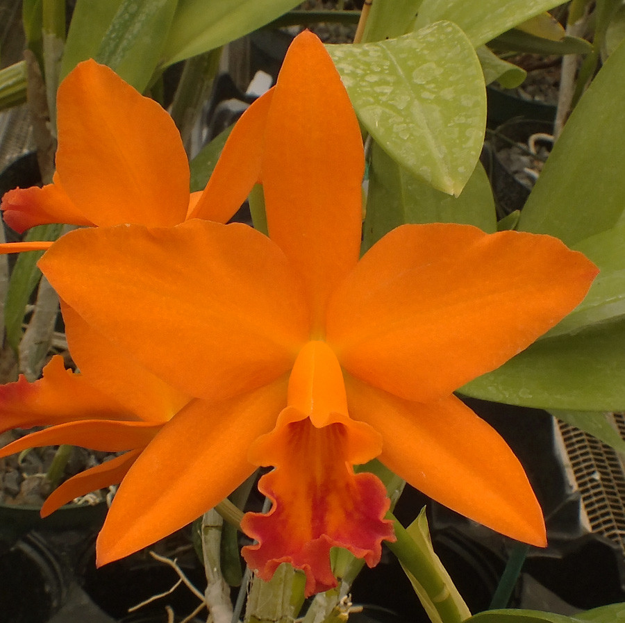 Pot. Love Passion 'Orange Bird' AM/AOS.