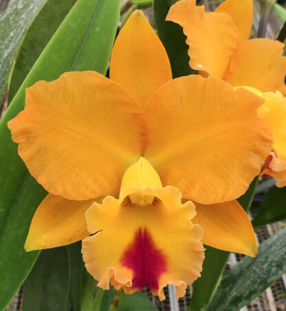 Pot. Golden Passion 'NN'.