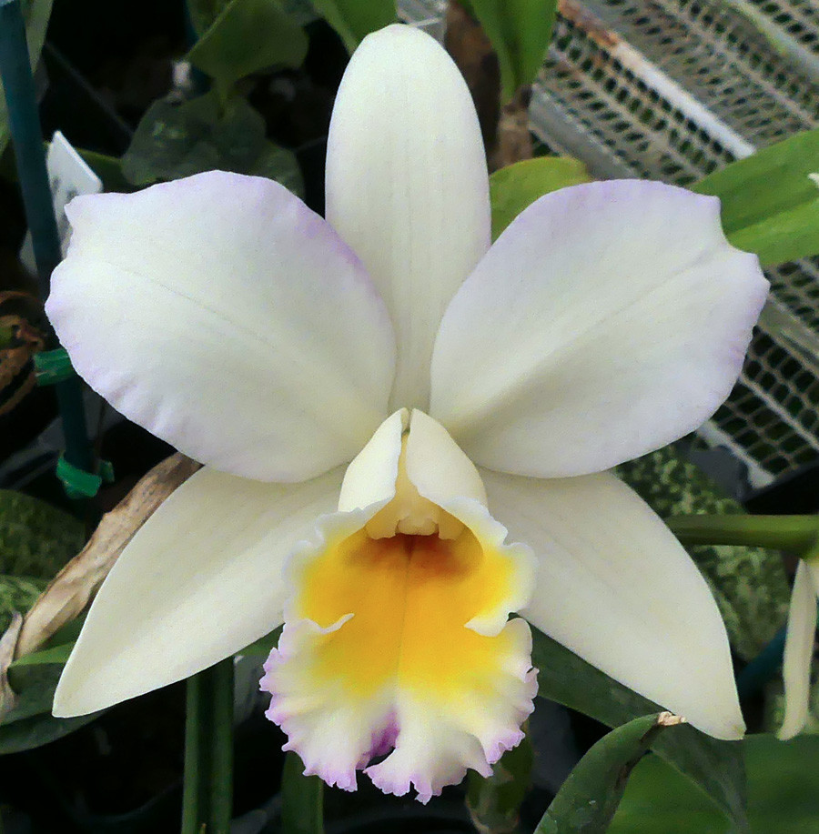 C. Dubiosa 'Scully's' x Blc. Guess What 'SVO' - Image 2