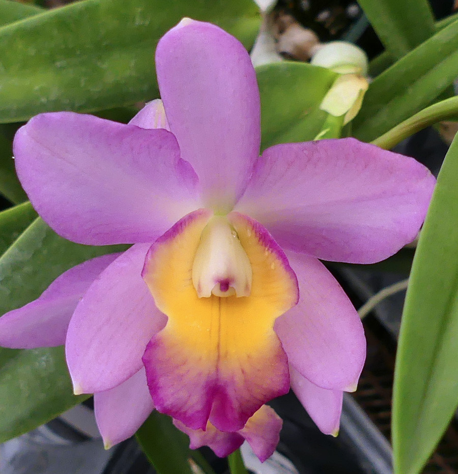 C. Orchidglade 'SVO' x Lc. Tropical Song 'Tango' - Image 3