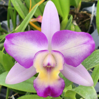 C. Orchidglade 'SVO' x Lc. Tropical Song 'Tango'