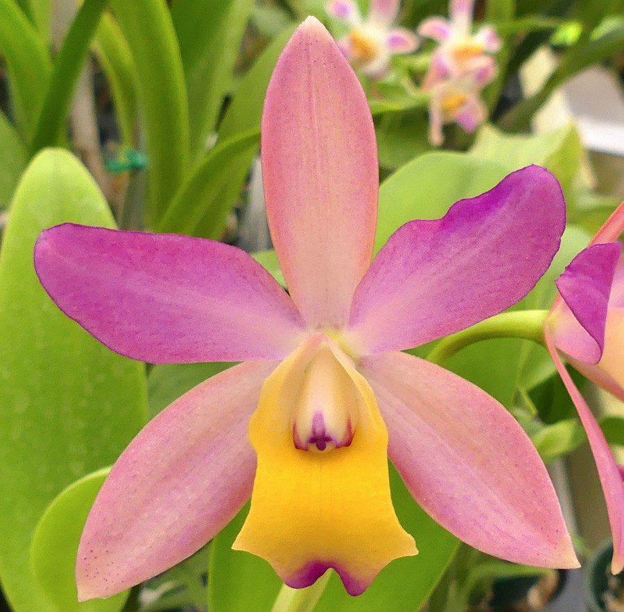 C. Orchidglade 'SVO' x Lc. Tropical Song 'Tango' - Image 2