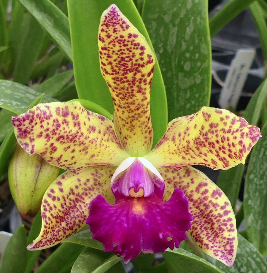 Lc. Jungle Elf x Blc. Sun Spots - Image 4