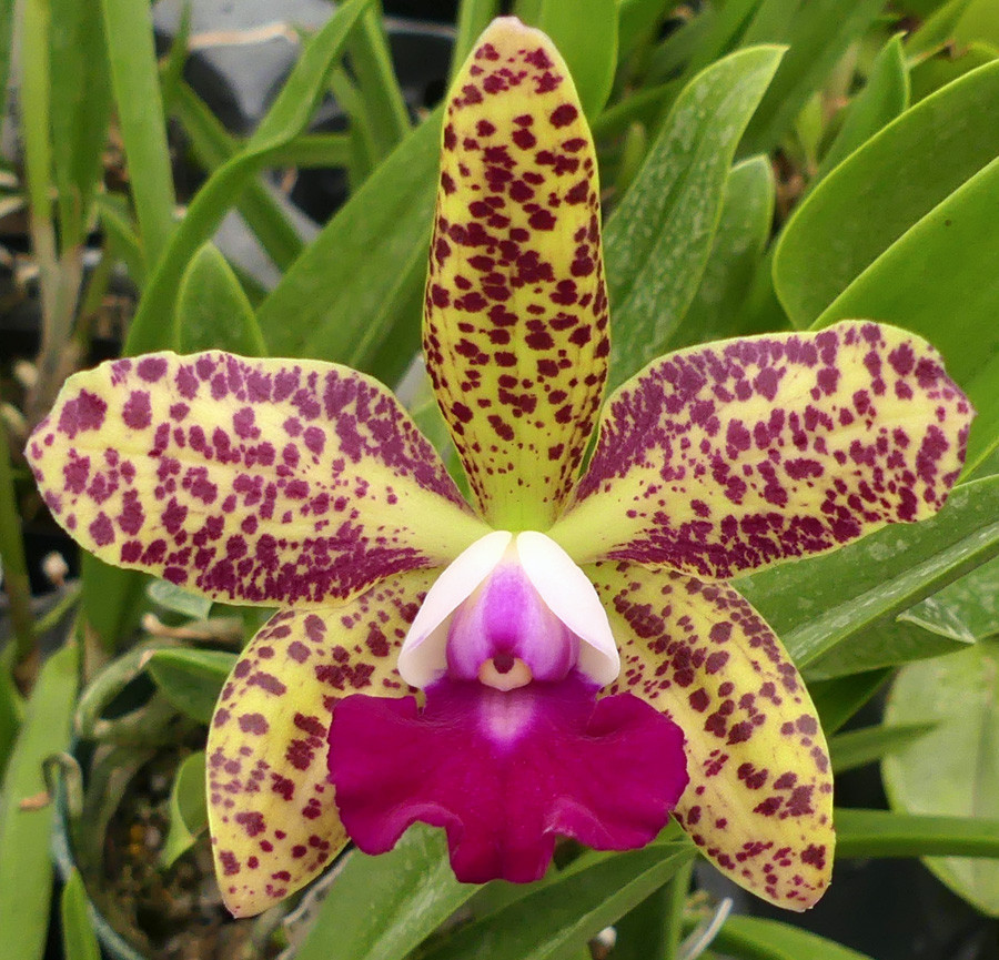 Lc. Jungle Elf x Blc. Sun Spots