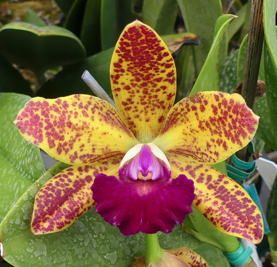 Lc. Jungle Elf x Blc. Sun Spots - Image 3