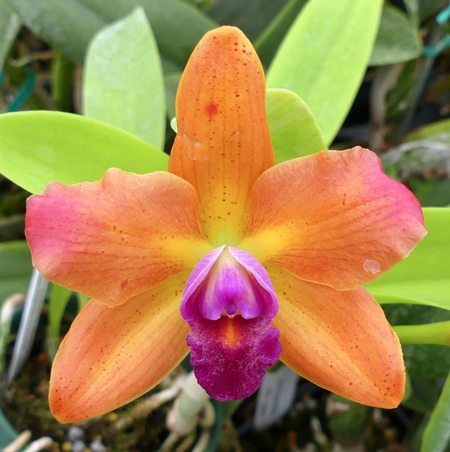 Slc. Jungle Gem 'Yellow Jacket' x Blc. Sun Spots 'Sandy' - Image 3