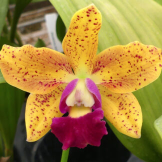 Slc. Jungle Gem 'Yellow Jacket' x Blc. Sun Spots 'Sandy'