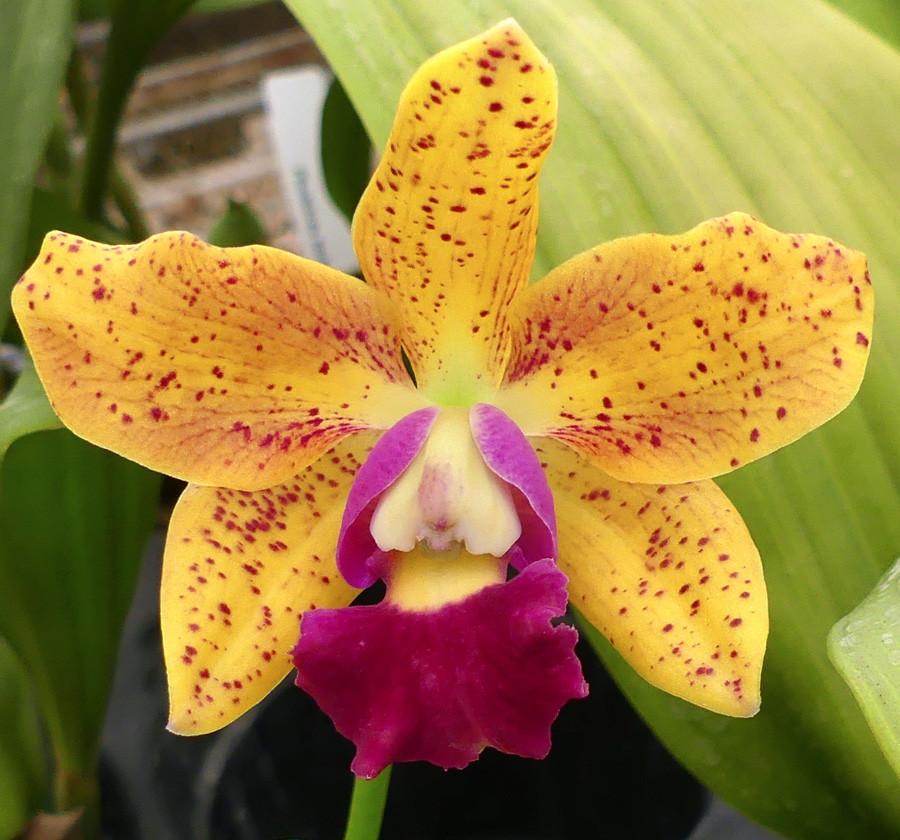 Slc. Jungle Gem 'Yellow Jacket' x Blc. Sun Spots 'Sandy' - Image 2