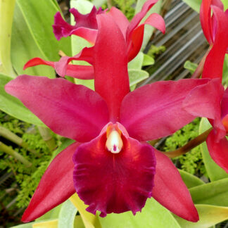 Blc. Cherry Suisse 'Jean Gilliland' AM/AOS
