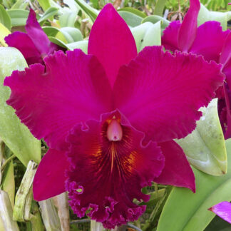 Blc. Chia Lin 'Shinsu #1' AM/AOS