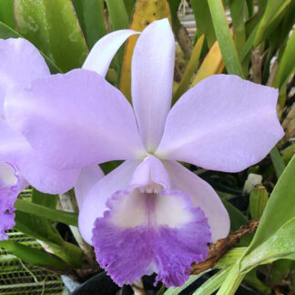 Blc. Grezaffi's Blue 'Joe'