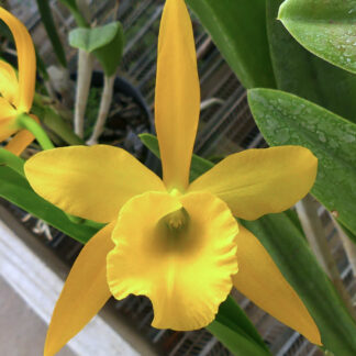 Blc. Sherrie Styles 'Random'