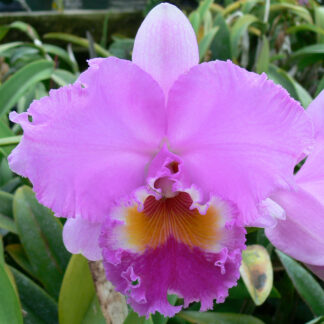 Blc. Sylvia Fry 'Supreme' AM/AOS.