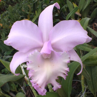 Bc. The Globe 'Joe Grezaffi'.