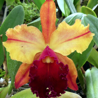 Blc. Toshie Aoki 'Carmela'