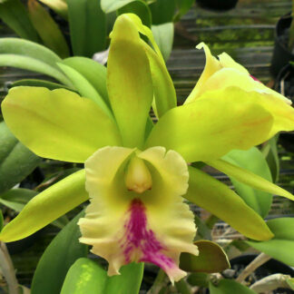 Blc. Vermonts Green Mountains 'Mint Lime'