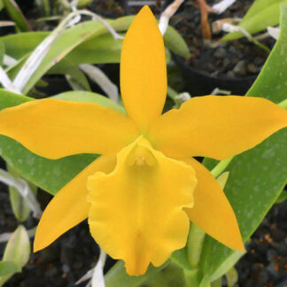 Blc. Yellow Imp 'King's Cup' AM/AOS