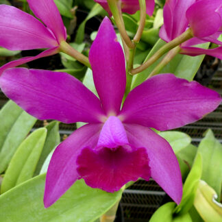 C. Bactia 'Pottsburg'