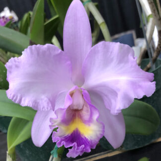 C. Odom's Lavender Harbor