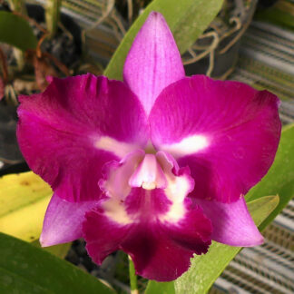 Ctna. Sister Toby 'Lake View'