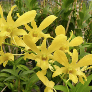 Den. Betty Ho 'Kamiya'