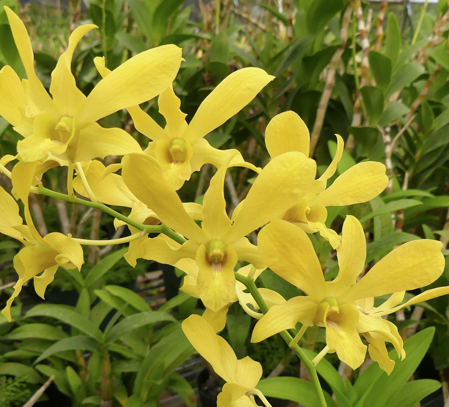 Den. Betty Ho 'Kamiya'