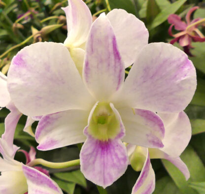 Den. Silver King.