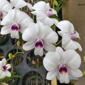 Dendrobiums