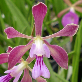 Encyclia moebusii.