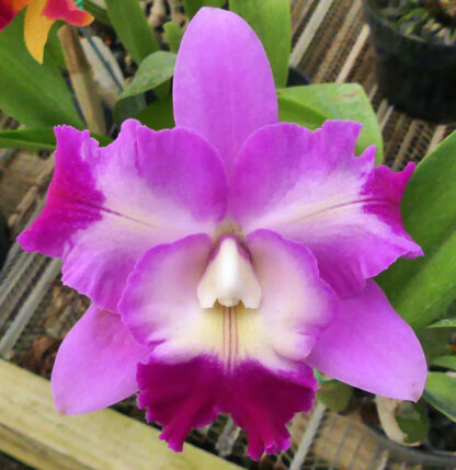 Lc. Mari's Love 'Taka'