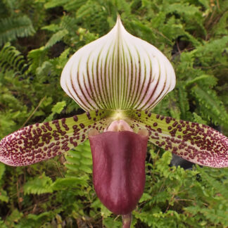 Paph. Hsinying Alien.