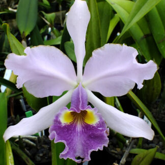 C. Hardyana