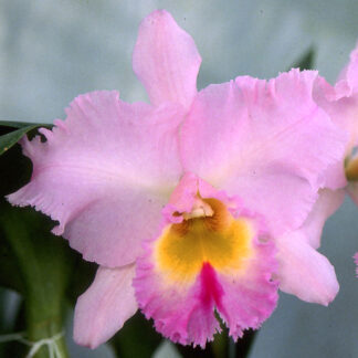 Rlc. Chesty Puller 'Blumen Insel' x Rlc. Crown Princess Masako 'B.I.'