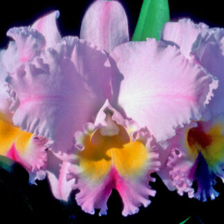 C. Ruth Gee 'Magi' x Rlc. Crown Princess Masako