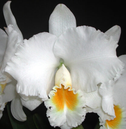 C. Ruth Gee 'Magi' x Rlc. Mishima Emperor 'Mishima Delight' - Image 2